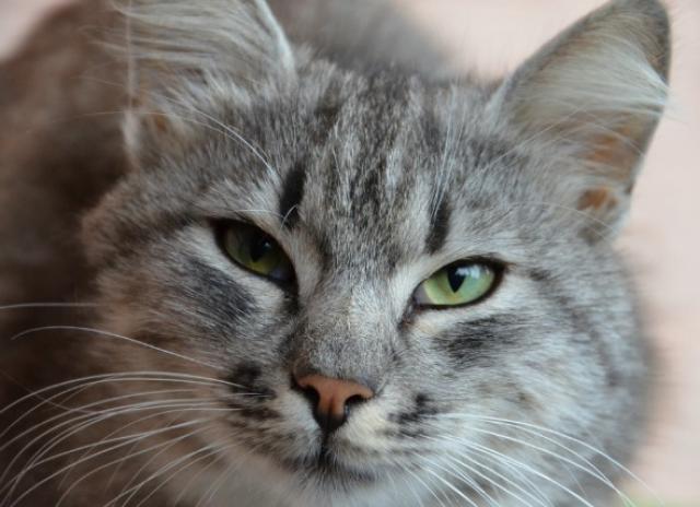 Foto Policitemia nel Gatto: sintomi e cura