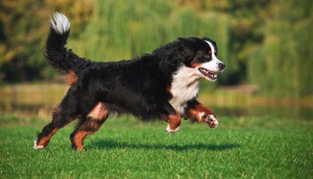Foto Benefici della Glucosamina per il Cane
