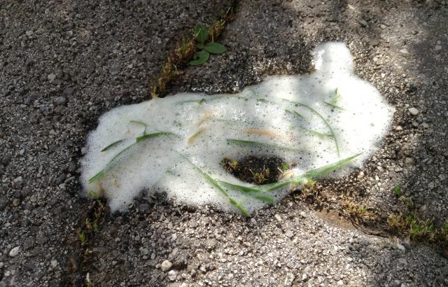 Foto Cane vomita schiuma, cosa fare?