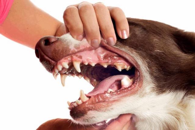 Foto Gengivite Cane. Cause, sintomi e trattamento