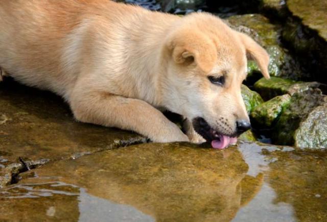 Foto Sintomi e cure della Giardia nel Cane