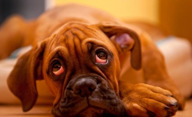 Foto Il tumore alle ghiandole anali nel Cane