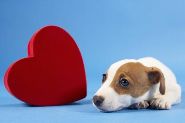Foto Battiti accelerati nel Cane: cause e cure