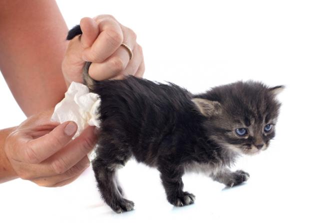 di diarrea gatto