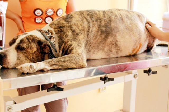 Foto Piometra nel Cane