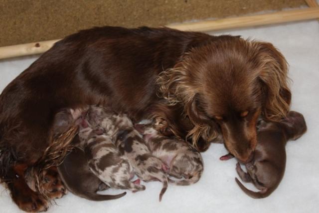 Foto Tutto sulla gravidanza del Cane