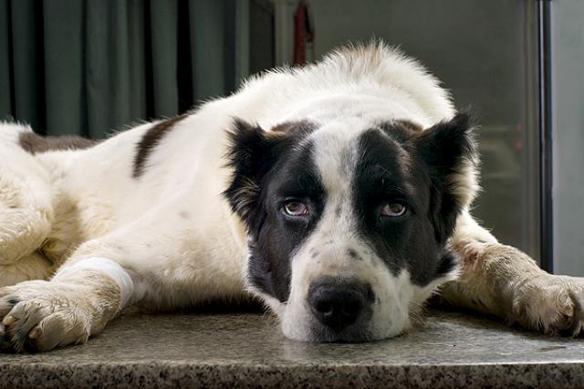 Foto Castrazione o vasectomia nel Cane?