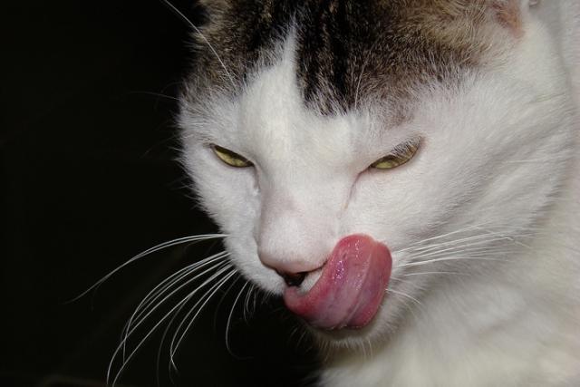 Foto Ipertiroidismo nel gatto: cause, sintomi e cure