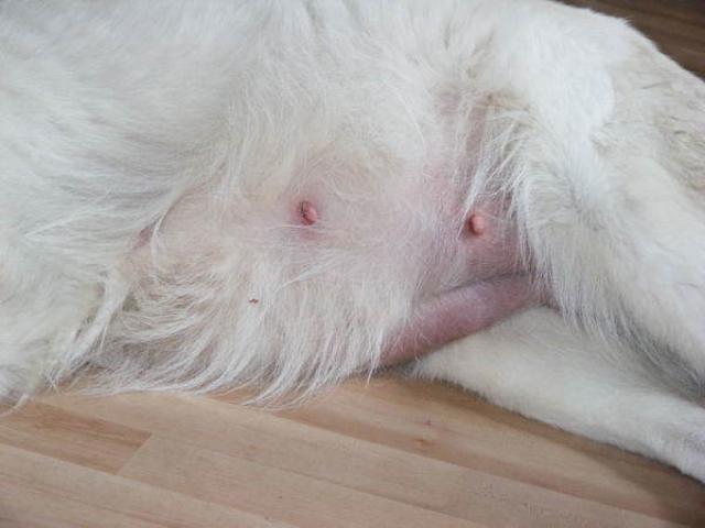 fame sete perdita di peso minzione frequente in un gatto