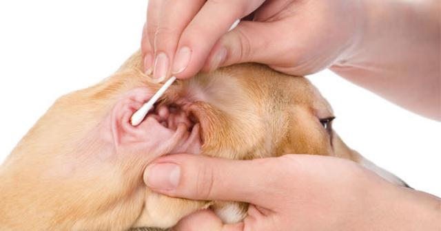 farmaco per infezione della pelle batterica del cane farmaco per infezione della pelle batterica del cane