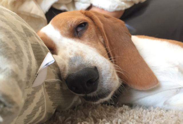 Foto Problemi intestinali nel Cane