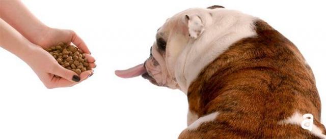 Foto Il cane non ha fame: cause e rimedi
