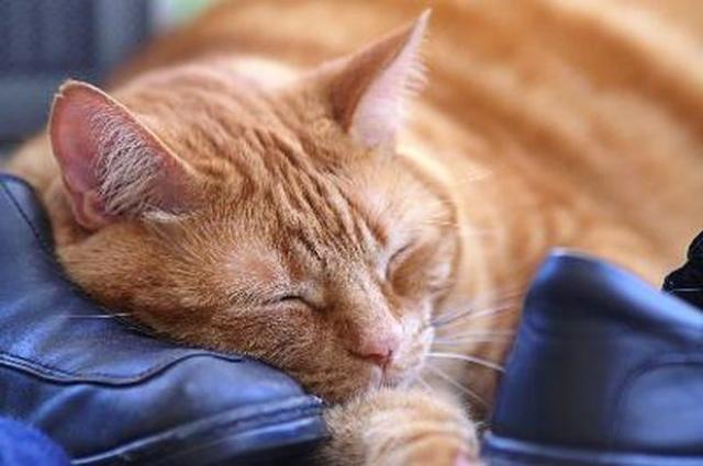 Tranquillanti Naturali Per Gatti Mondopetsit