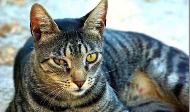 infezione occhi gatti piccoli
