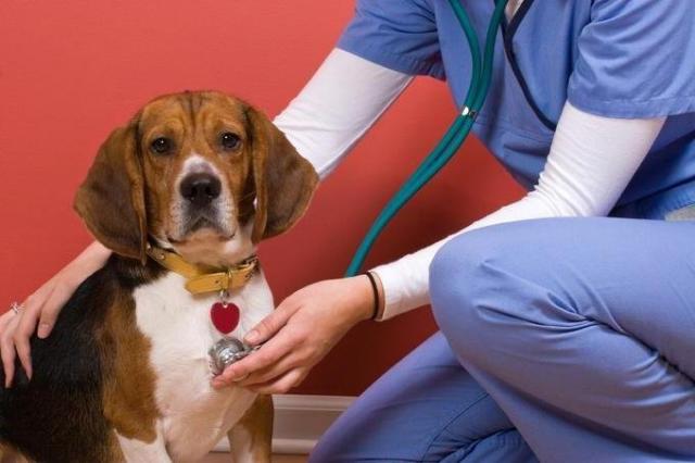 Foto Cardiomiopatia dilatativa nel Cane