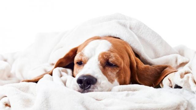 Foto Gastroenterite nel Cane