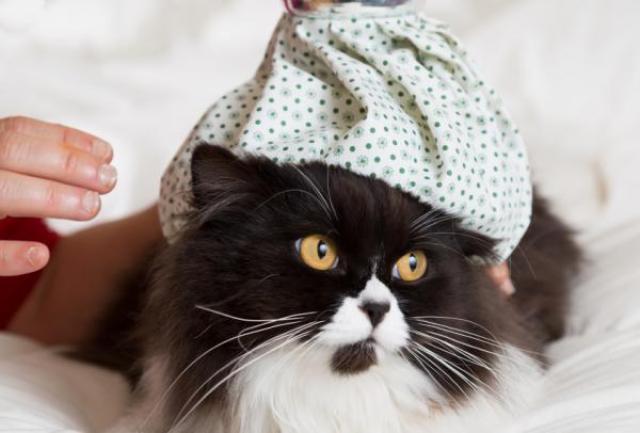 Foto Gastroenterite nel Gatto