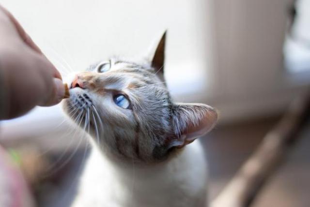 Foto Migliori cibi per il Gatto