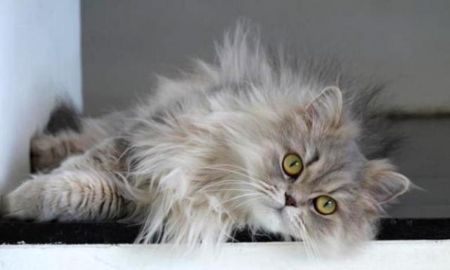 Foto Tipi di anemia nel Gatto