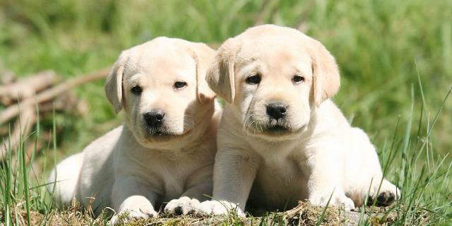 labrador bimbi autistici