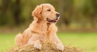 golden retriever bimbi autistici