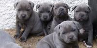 Staffordshire Bull Terrier