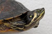 Trachemys scripta scripta