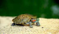 Trachemys scripta elegans