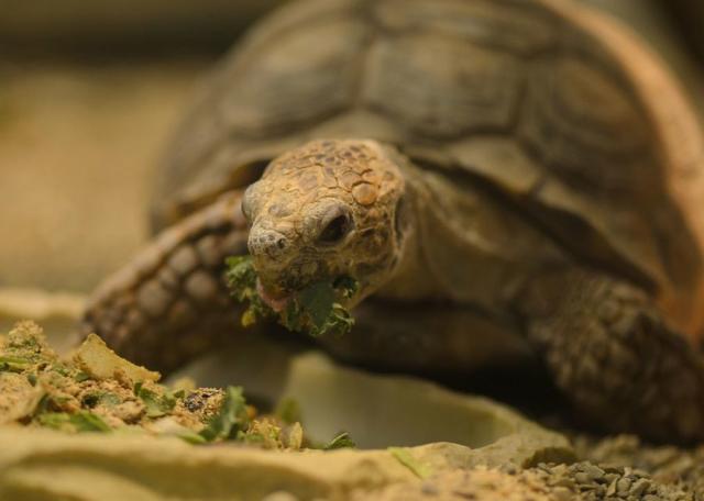 trattamento delle infezioni dellocchio di tartaruga