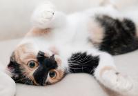Falsa Gravidanza Nei Gatti Mondopetsit