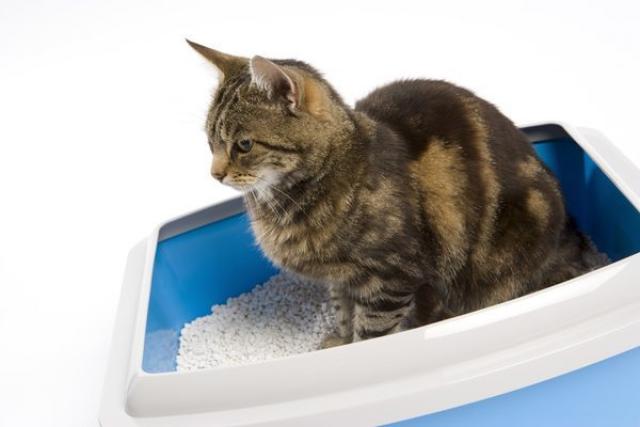 gatto che urina frequentemente piccole quantità gatto che urina frequentemente piccole quantità