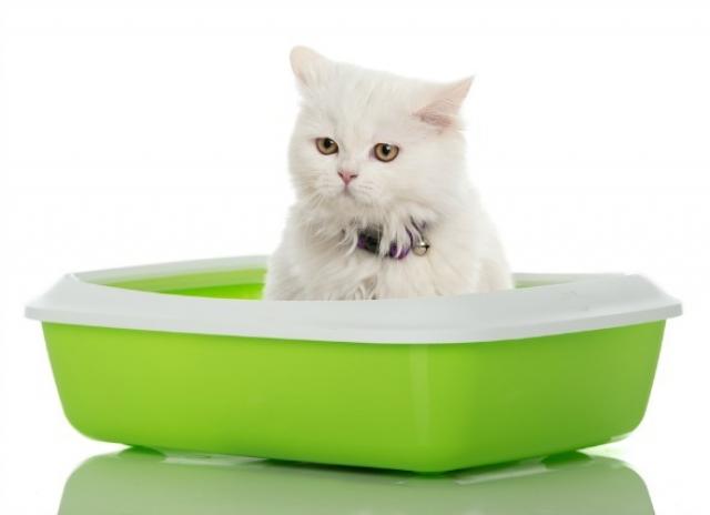 sangue di perdita di peso del gatto nelle fecio