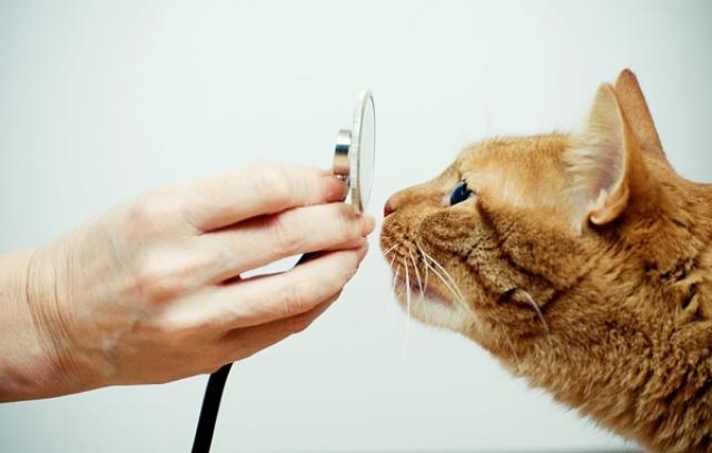 femmina di blocco urinario del gatto