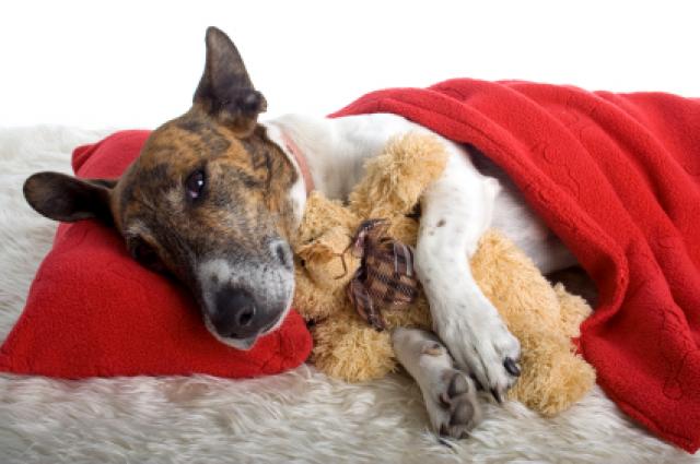 Ittero Nel Cane Cause E Trattamento Mondopetsit