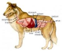 Malattie Del Fegato Nel Cane Mondopetsit