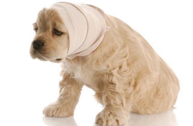 Foto Ulcere alla bocca nel Cane