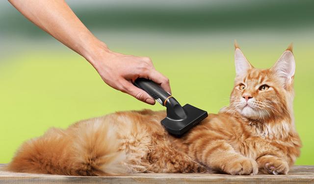 come si spazzola il gatto