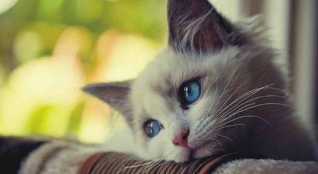 Gastrite Nel Gatto Cause E Trattamento Mondopetsit