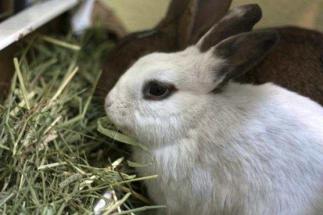 Perchè Il Coniglio Non Mangia Fieno Mondopetsit