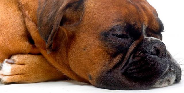 Foto Il cane soffre di ipotiroidismo?