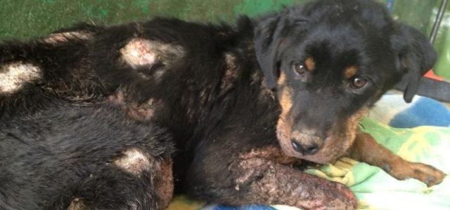 foto curare ferita cane