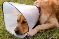 curare ferita cane