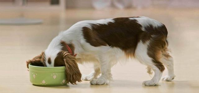 cane beve molto