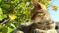 foto gatto stitico