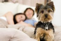 Il Mio Cane Ha Il Singhiozzo Cosa Fare Mondopetsit