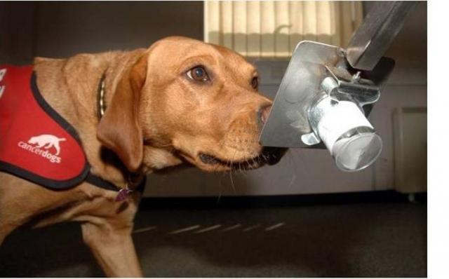 foto cane fiuta cancro