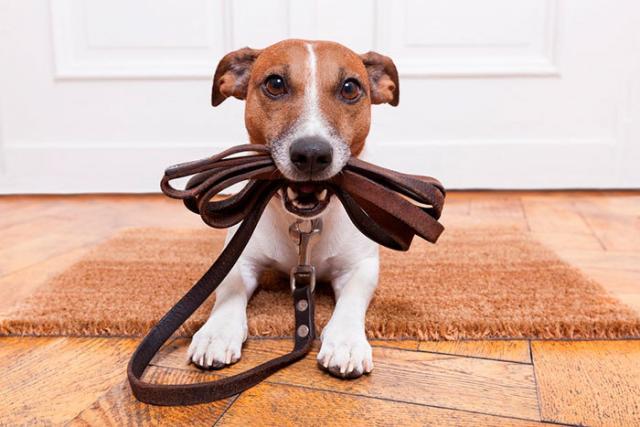 Il Cane Non Cammina Cosa Fare Mondopetsit