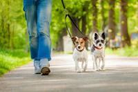 foto cane passeggia
