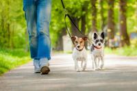 foto cane passeggia