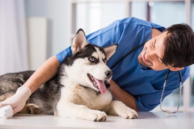 Foto Giardia nel Cane: sintomi e trattamento